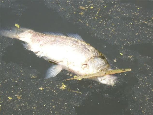 Εκατοντάδες νεκρά ψάρια στο Σπερχειό - Φωτογραφία 4