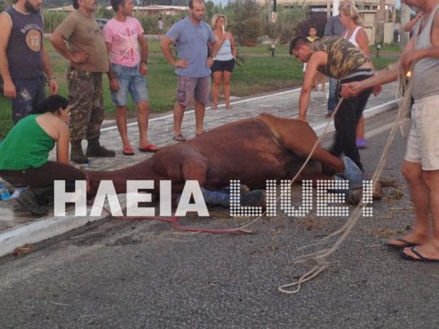 Πύργος: Άλογο τραυματίστηκε στην Εθνική Οδό - Eπεσε στο δρόμο από το όχημα μεταφοράς του - Φωτογραφία 2