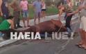 Πύργος: Άλογο τραυματίστηκε στην Εθνική Οδό - Eπεσε στο δρόμο από το όχημα μεταφοράς του - Φωτογραφία 1