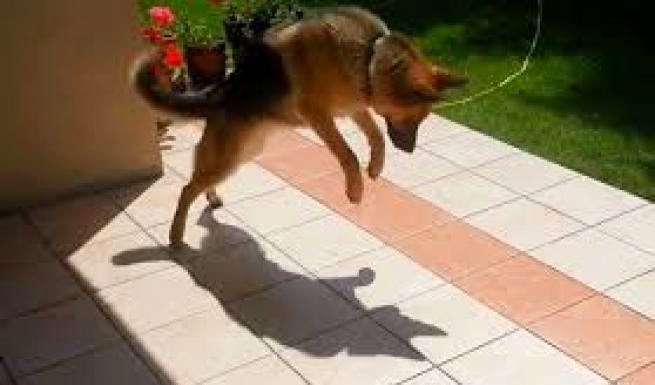Όταν ο σκύλος είδε τη σκιά του... [video] - Φωτογραφία 1