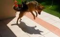 Όταν ο σκύλος είδε τη σκιά του... [video]