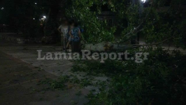 Τραγωδία: Πλάτανος καταπλάκωσε και σκότωσε 9χρονο αγοράκι και τραυμάτισε σοβαρά το αδελφάκι του [photos] - Φωτογραφία 3