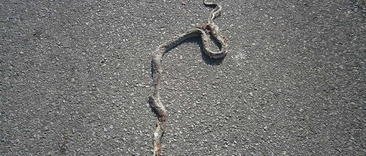 Φίδια βολτάρουν στην Ελευθερίου Βενιζέλου στην Πάτρα! - Φωτογραφία 1