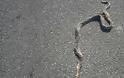 Φίδια βολτάρουν στην Ελευθερίου Βενιζέλου στην Πάτρα! - Φωτογραφία 1