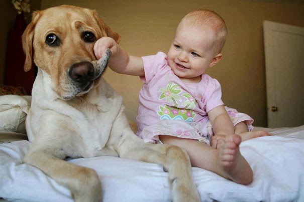 Δείτε τι κάνει ο σκύλος όταν το μωρό αρχίζει να κλαίει ... [video] - Φωτογραφία 1
