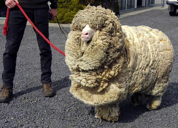 Το πρόβατο που γλίτωσε έξι χρόνια το… κούρεμα! - Φωτογραφία 2