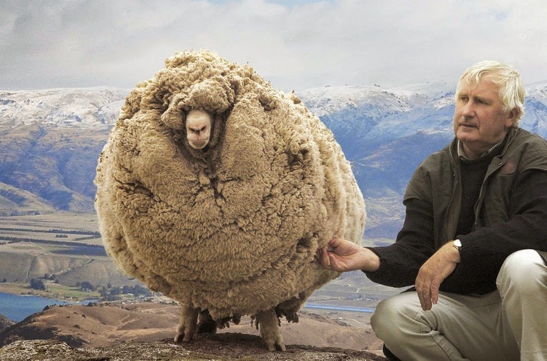 Το πρόβατο που γλίτωσε έξι χρόνια το… κούρεμα! - Φωτογραφία 3