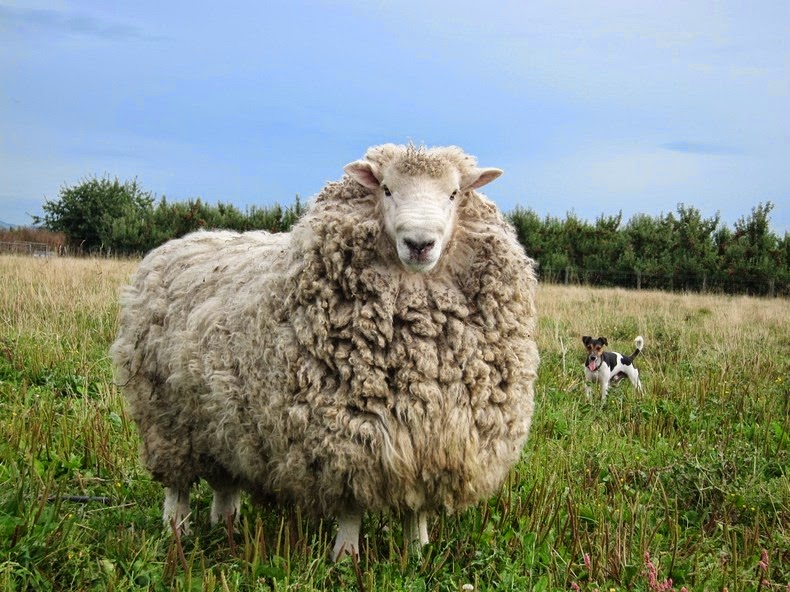 Το πρόβατο που γλίτωσε έξι χρόνια το… κούρεμα! - Φωτογραφία 4