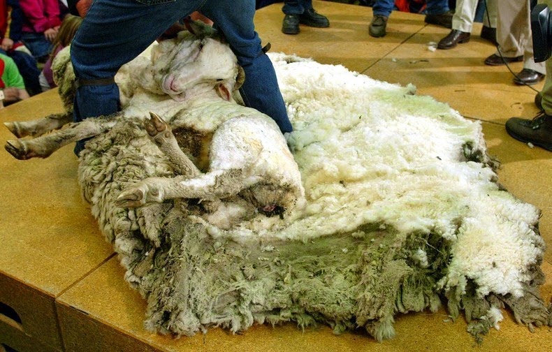 Το πρόβατο που γλίτωσε έξι χρόνια το… κούρεμα! - Φωτογραφία 5