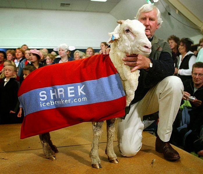 Το πρόβατο που γλίτωσε έξι χρόνια το… κούρεμα! - Φωτογραφία 6