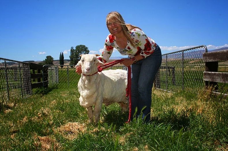 Το πρόβατο που γλίτωσε έξι χρόνια το… κούρεμα! - Φωτογραφία 7