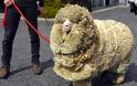 Το πρόβατο που γλίτωσε έξι χρόνια το… κούρεμα! - Φωτογραφία 1