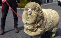 Το πρόβατο που γλίτωσε έξι χρόνια το… κούρεμα! - Φωτογραφία 2