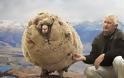 Το πρόβατο που γλίτωσε έξι χρόνια το… κούρεμα! - Φωτογραφία 3