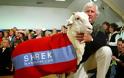 Το πρόβατο που γλίτωσε έξι χρόνια το… κούρεμα! - Φωτογραφία 6