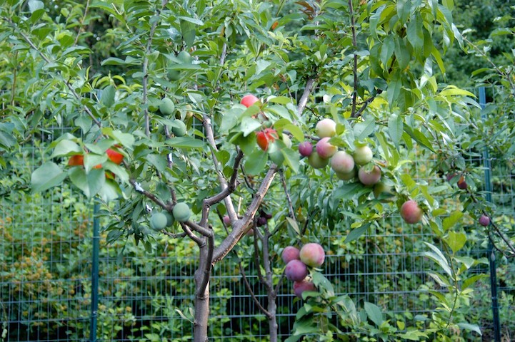Παράξενο δέντρο παράγει 40 διαφορετικά φρούτα! [photos] - Φωτογραφία 5