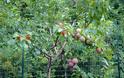 Παράξενο δέντρο παράγει 40 διαφορετικά φρούτα! [photos] - Φωτογραφία 5