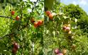 Παράξενο δέντρο παράγει 40 διαφορετικά φρούτα! [photos] - Φωτογραφία 6