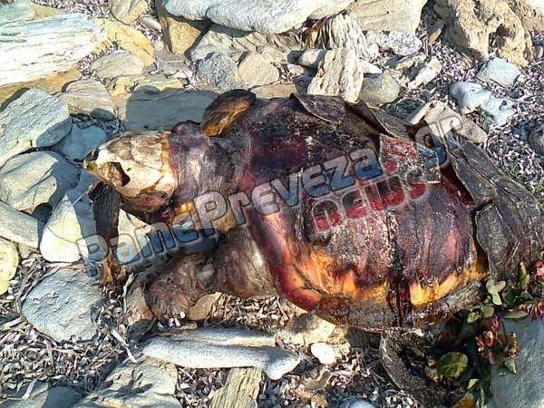 Δείτε τι είχε στο στόμα της η νεκρή θαλάσσια χελώνα στον Μύτικα - Φωτογραφία 1