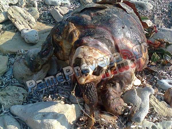 Δείτε τι είχε στο στόμα της η νεκρή θαλάσσια χελώνα στον Μύτικα - Φωτογραφία 2
