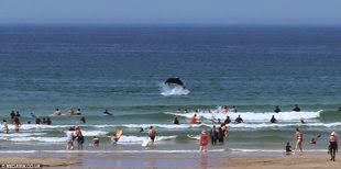 Δείτε το φοβερό σόου των δελφινιών... Μια ανάσα από την παραλία! - Φωτογραφία 4