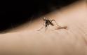 Μάθετε να φτιάχνετε οικολογική παγίδα για κουνούπια! [photos] - Φωτογραφία 1