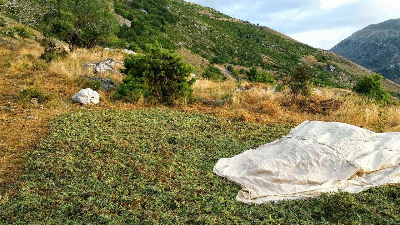 Ακόμη και τις ασφάκες (σφακίδια) κλέβουν Αλβανοί από τη Θεσπρωτία! - Φωτογραφία 1