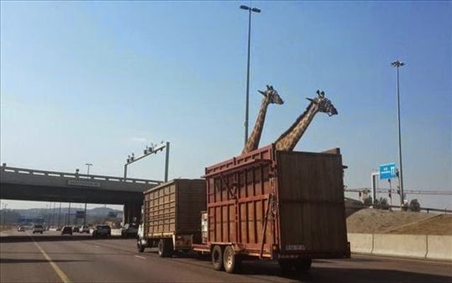 Ν. Αφρική: Καμηλοπάρδαλη σκοτώθηκε σε σύγκρουση με γέφυρα. Ο οδηγός του φορτηγού που την μετέφερε δεν υπολόγισε σωστά το ύψος.... - Φωτογραφία 1