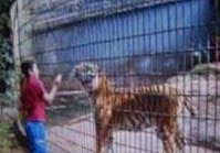 Βραζιλία: Τίγρης κατασπάραξε το χέρι 11χρονου σε ζωολογικό κήπο! [video] - Φωτογραφία 1