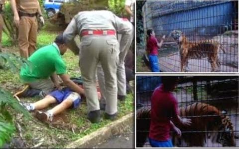 Βραζιλία: Τίγρης κατασπάραξε το χέρι 11χρονου σε ζωολογικό κήπο! [video] - Φωτογραφία 2