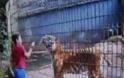 Βραζιλία: Τίγρης κατασπάραξε το χέρι 11χρονου σε ζωολογικό κήπο! [video]