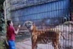 Βραζιλία: Τίγρης κατασπάραξε το χέρι 11χρονου σε ζωολογικό κήπο! [video]