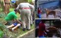 Βραζιλία: Τίγρης κατασπάραξε το χέρι 11χρονου σε ζωολογικό κήπο! [video] - Φωτογραφία 2