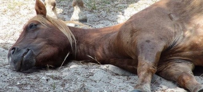 Κτηνωδία στον Αχέροντα, δηλητηρίασαν 11 άλογα περιήγησης - Φωτογραφία 1