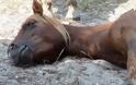 Κτηνωδία στον Αχέροντα, δηλητηρίασαν 11 άλογα περιήγησης