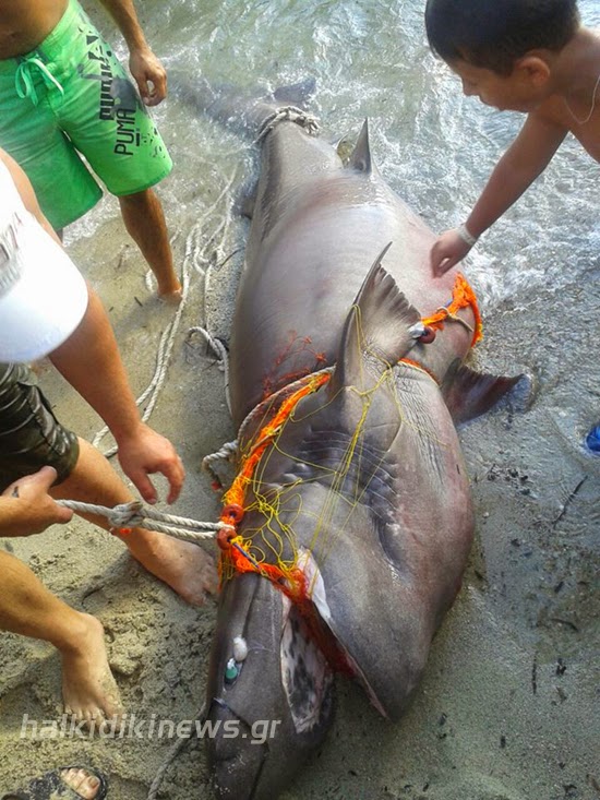Επιασαν σκυλόψαρο 200 κιλών στη Χαλκιδική - Το μήκος του έφτανε στα 3 μέτρα - Φωτογραφία 2