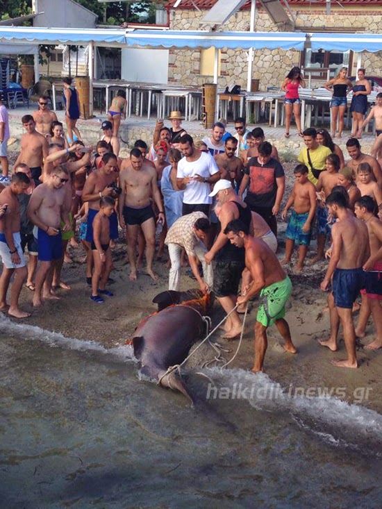 Επιασαν σκυλόψαρο 200 κιλών στη Χαλκιδική - Το μήκος του έφτανε στα 3 μέτρα - Φωτογραφία 5