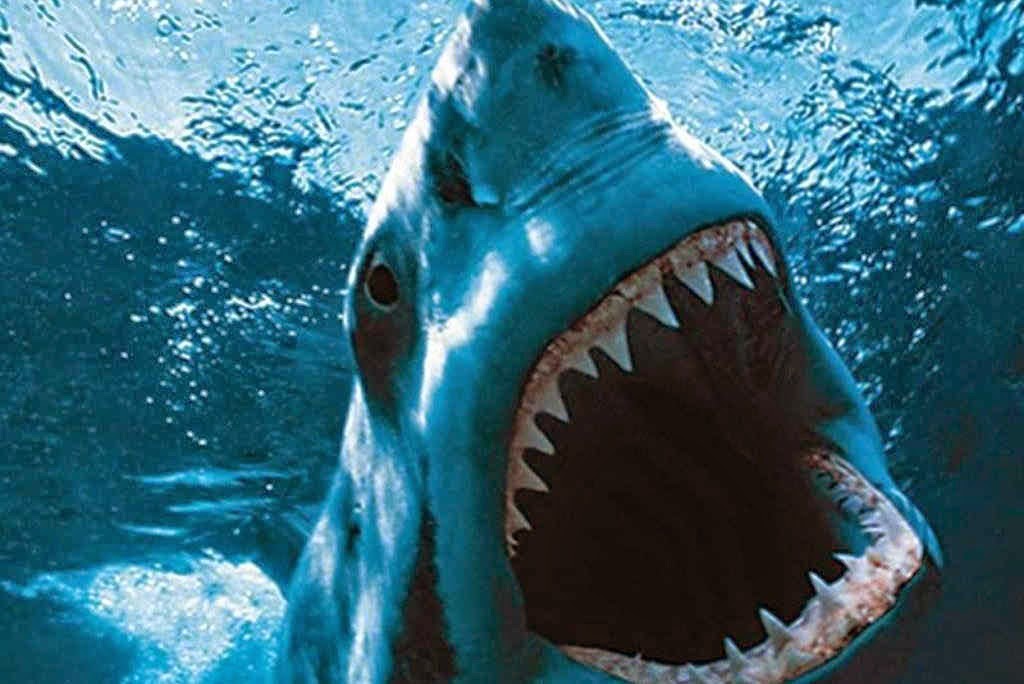 ΑΠΙΣΤΕΥΤΟ: Λουόμενοι γλίτωσαν την τελευταία στιγμή από σφυροκέφαλο καρχαρία... - Φωτογραφία 1