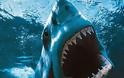 ΑΠΙΣΤΕΥΤΟ: Λουόμενοι γλίτωσαν την τελευταία στιγμή από σφυροκέφαλο καρχαρία...