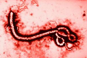 West Africa: What are US Biological Warfare Researchers Doing in the Ebola Zone? - Φωτογραφία 1