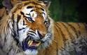 ΣΟΚ: Εγκληματίες γονείς τραβάνε βίντεο και η τίγρης τρώει το χέρι του γιου τους... [video]