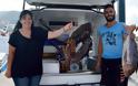 Πελώριοι βλάχοι 25 και 17 κιλών σε παραγάδι στην Αλόννησο! [photos] - Φωτογραφία 8