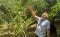 Πάτρα: Άγρια αγκινάρα 4 μέτρων φύτρωσε στο Μιντιλόγλι