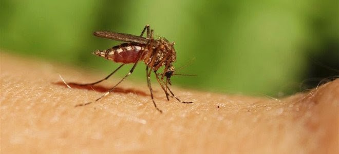Στην επίθεση πέρασαν τα κουνούπια λόγω του καιρού - Τι πρέπει να προσέχουμε - Φωτογραφία 1