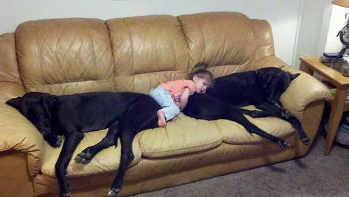 Μικροσκοπικά μωρά & τεράστια σκυλιά:Μια σχέση ζωής! [photo] - Φωτογραφία 1