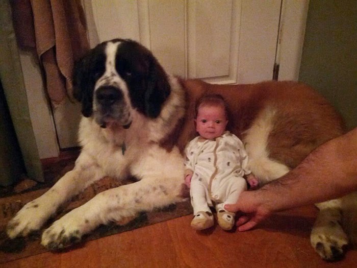 Μικροσκοπικά μωρά & τεράστια σκυλιά:Μια σχέση ζωής! [photo] - Φωτογραφία 2