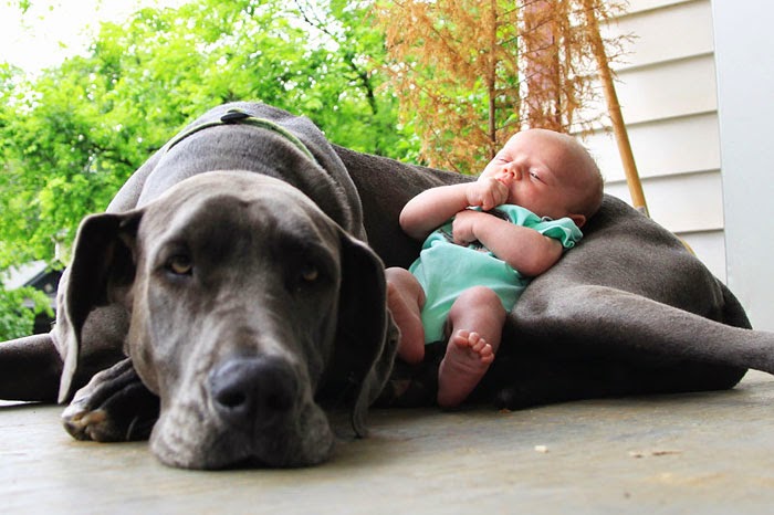 Μικροσκοπικά μωρά & τεράστια σκυλιά:Μια σχέση ζωής! [photo] - Φωτογραφία 3
