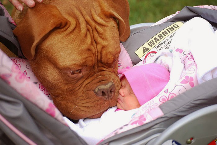 Μικροσκοπικά μωρά & τεράστια σκυλιά:Μια σχέση ζωής! [photo] - Φωτογραφία 5