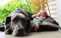 Μικροσκοπικά μωρά & τεράστια σκυλιά:Μια σχέση ζωής! [photo] - Φωτογραφία 3