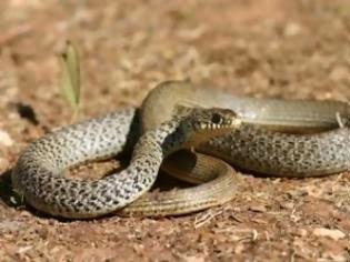 Πάτρα: Γέμισε φίδια η Ελευθερίου Βενιζέλου - Φωτογραφία 1